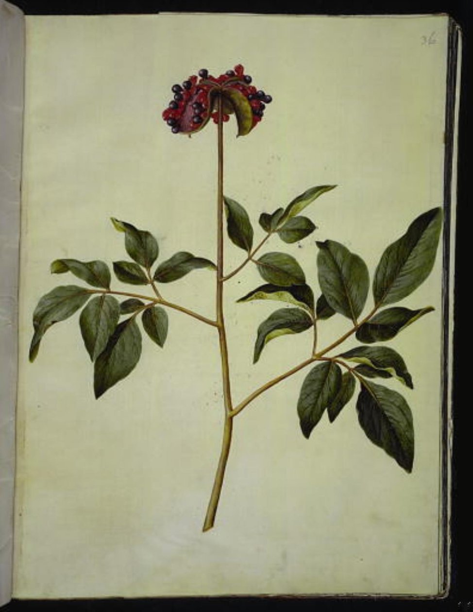 Paeonia mascula (pivoine mâle) - Hans Simon Holtzbecker