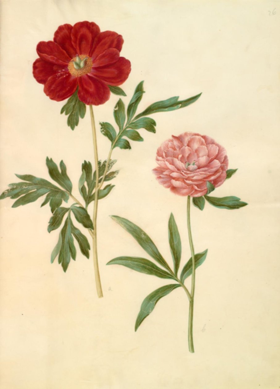 Paeonia officinalis (pivoine officinale) - Hans Simon Holtzbecker