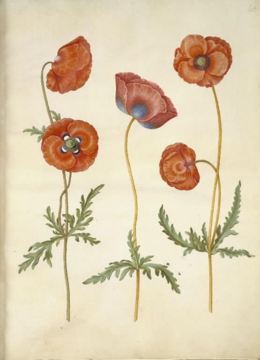 Papaver rhoeas (coquelicot) - Hans Simon Holtzbecker