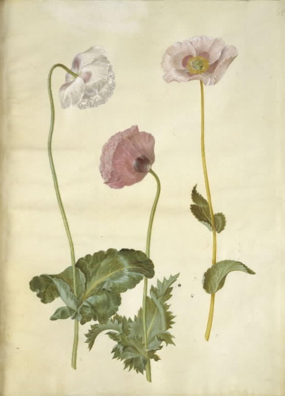 Papaver somniferum (pavot à opium) - Hans Simon Holtzbecker