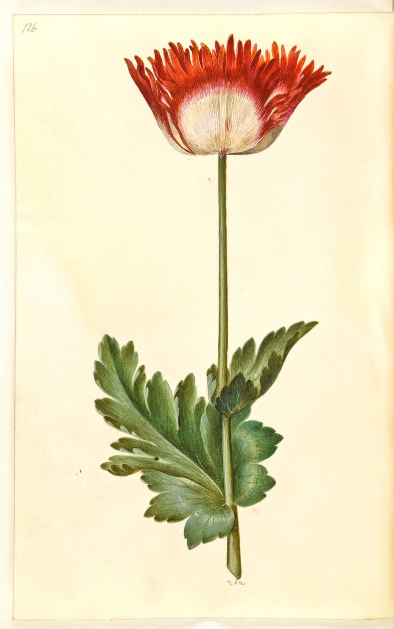 Papaver somniferum (pavot à opium) - Hans Simon Holtzbecker