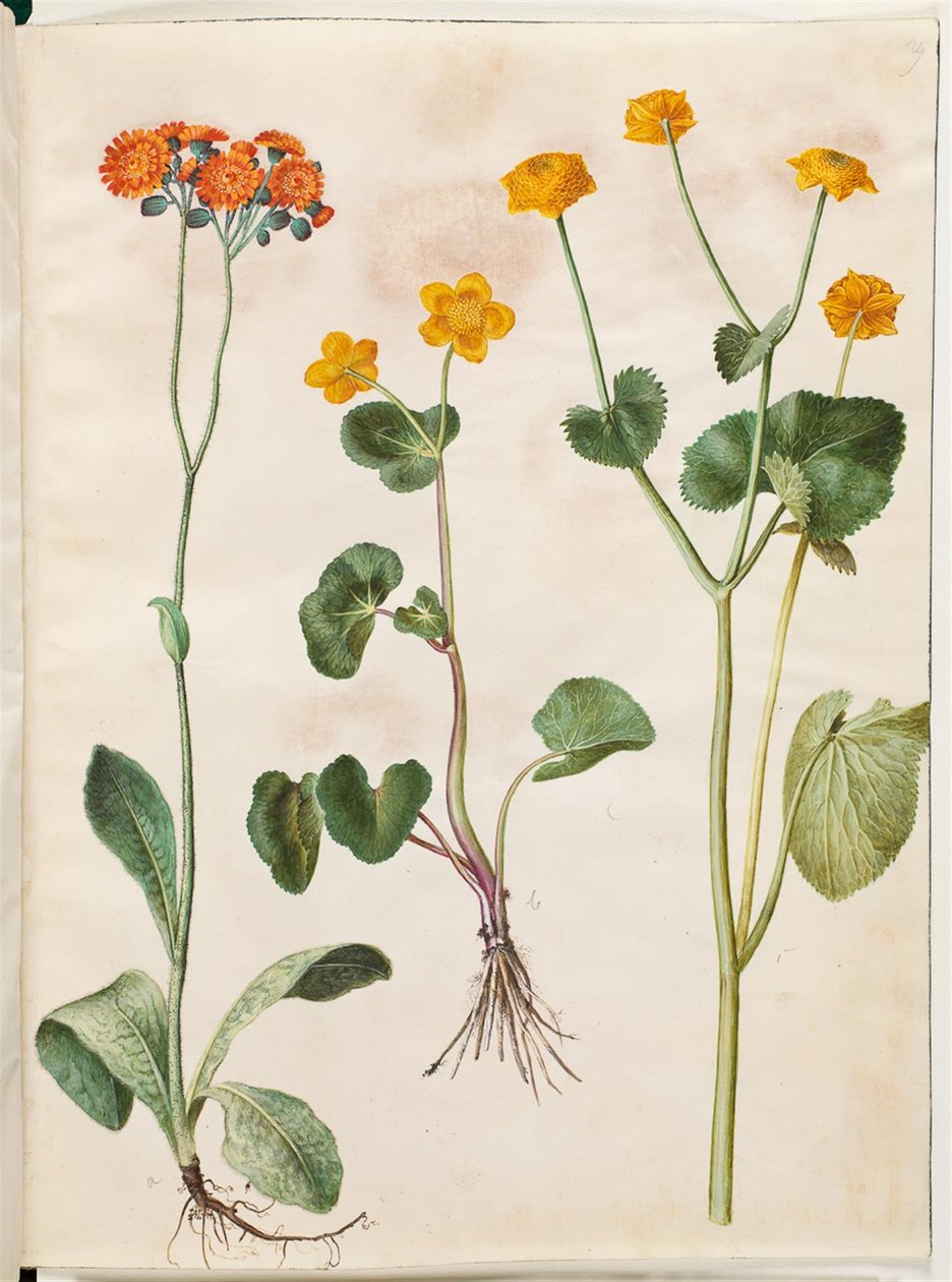 Pilosella aurantiaca (épervière orangée); Caltha palustris (populage des marais) - Hans Simon Holtzbecker