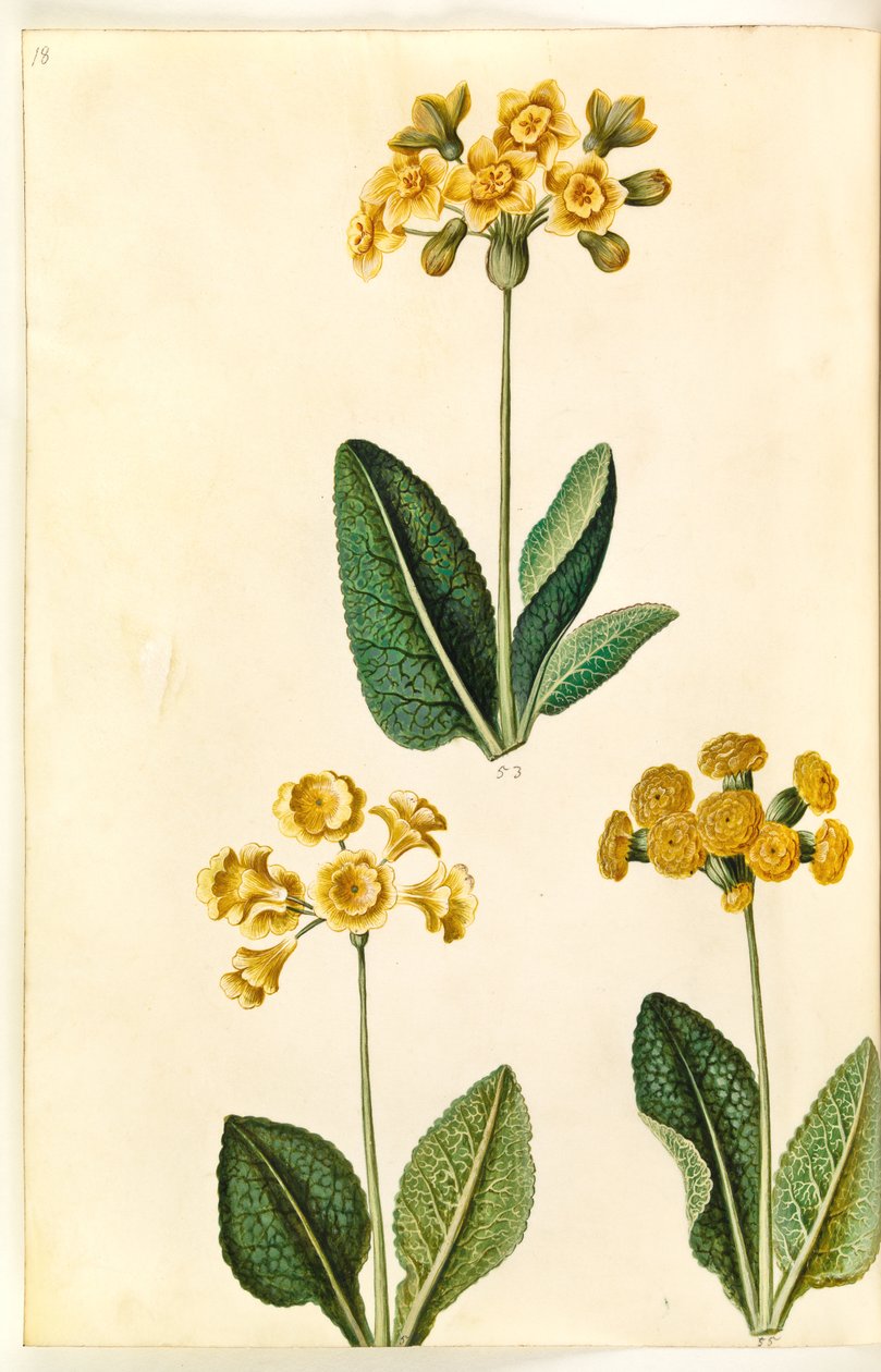 Primula ×polyantha (?); Primula veris (?) - Hans Simon Holtzbecker