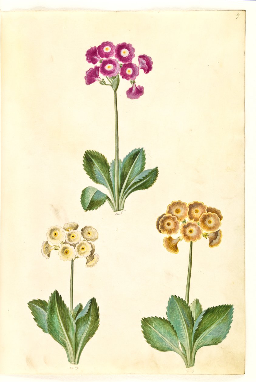 Primula ×pubescens (auricule de jardin) - Hans Simon Holtzbecker