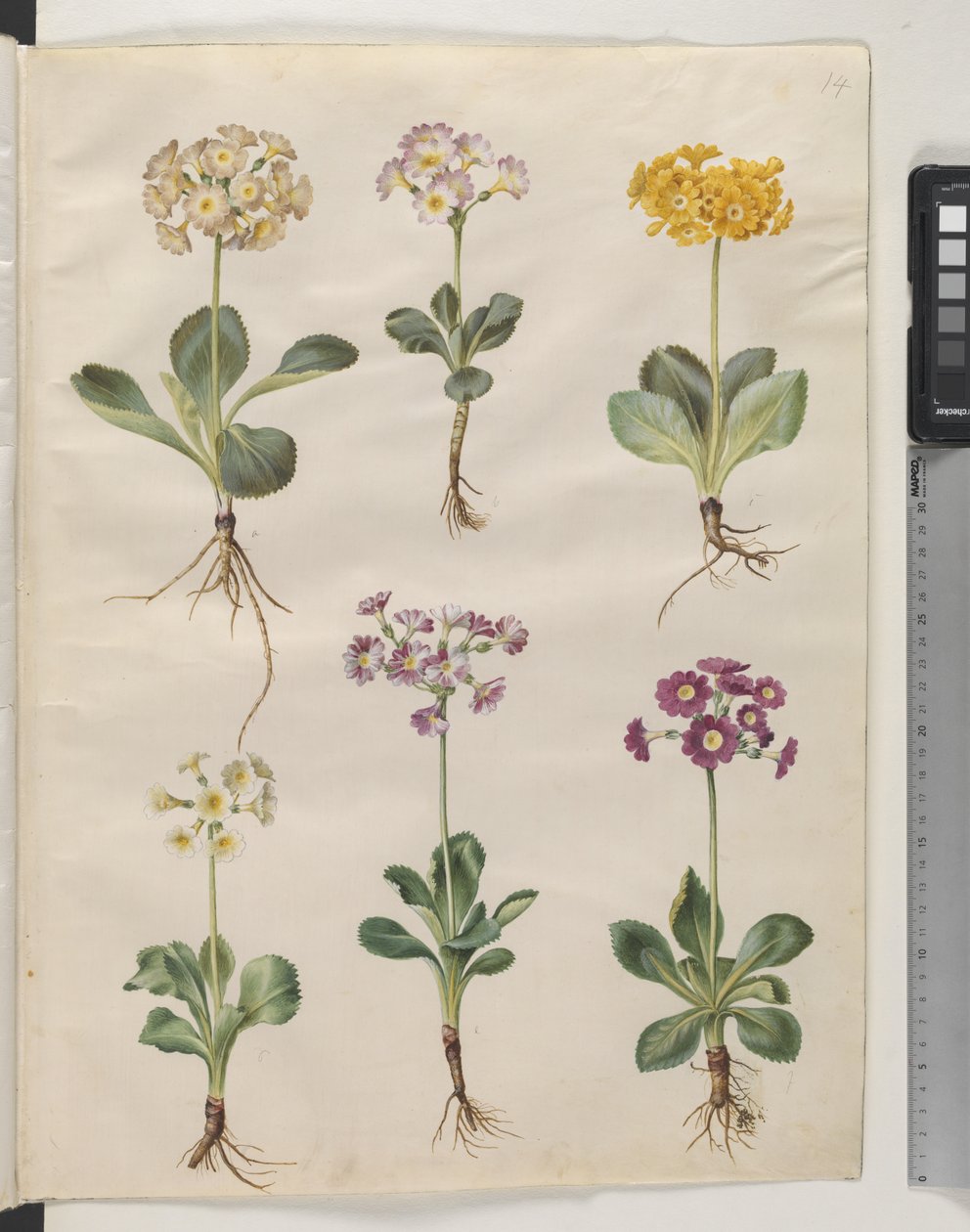 Primula ×pubescens Wulfen (auricule de jardin) - Hans Simon Holtzbecker