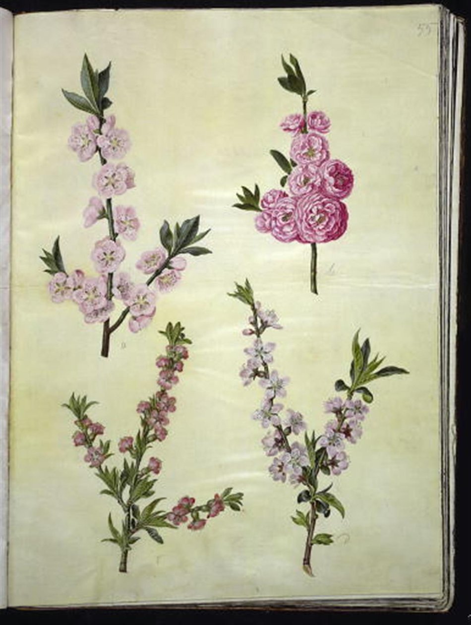 Prunus dulcis (amandier); Prunus persica (pêcher) - Hans Simon Holtzbecker