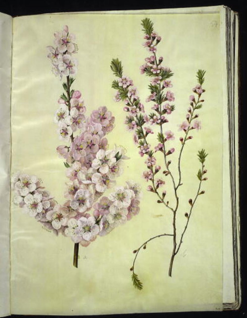 Prunus dulcis (amandier) ; Prunus tenella (amandier nain) - Hans Simon Holtzbecker