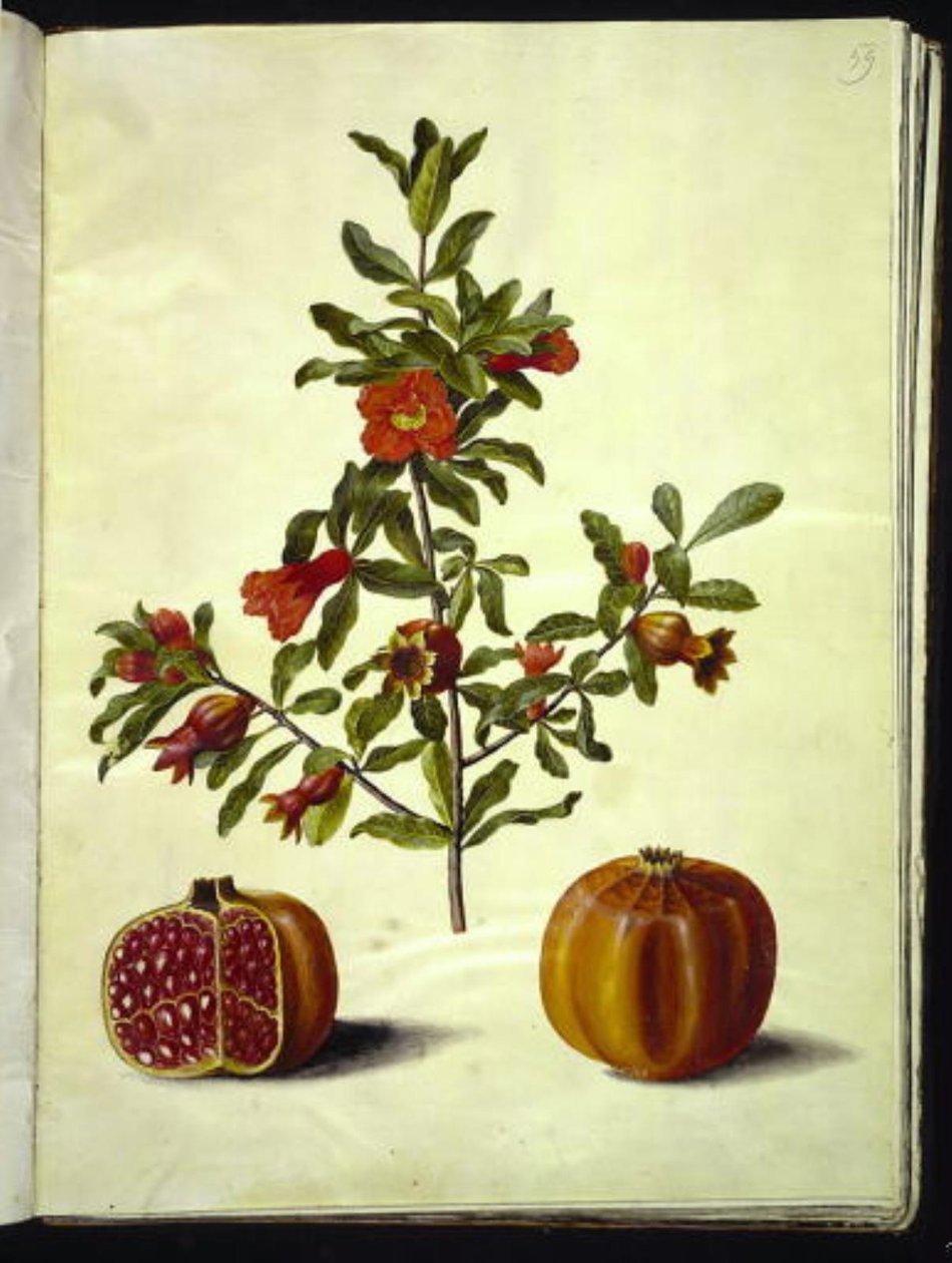 Punica granatum (grenadier) - Hans Simon Holtzbecker