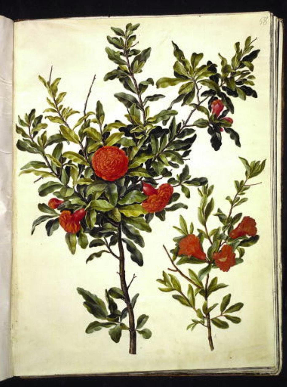 Punica granatum (grenade) - Hans Simon Holtzbecker