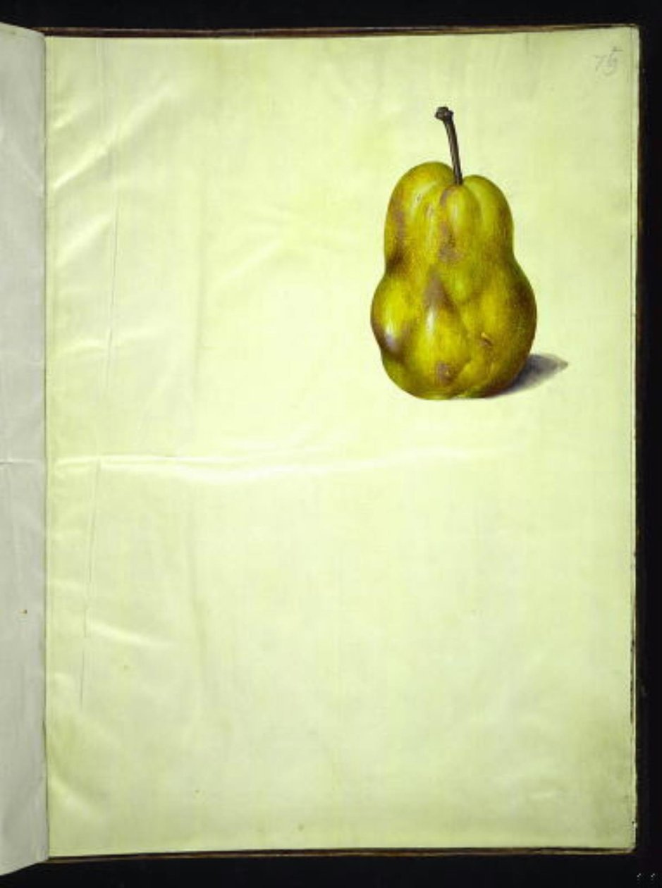 Pyrus communis (poire commune) - Hans Simon Holtzbecker