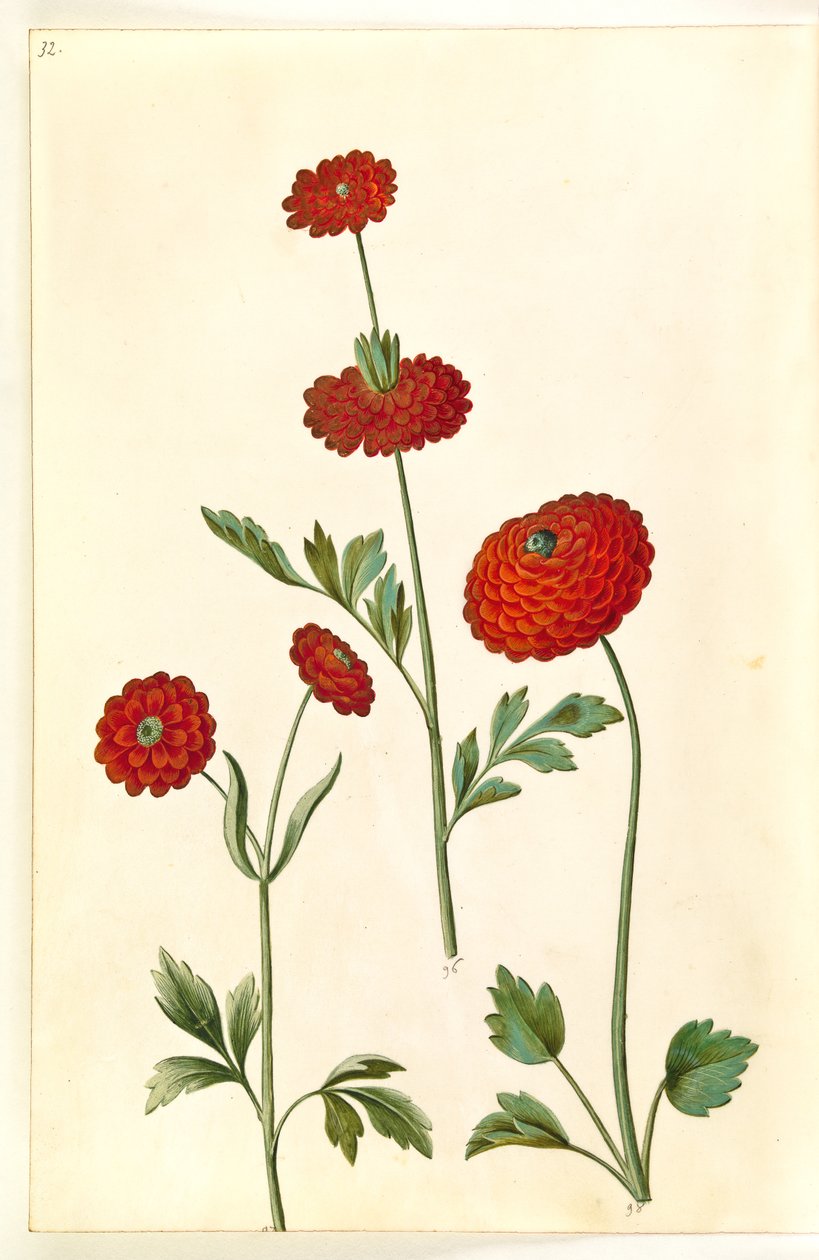 Renoncule asiatique (renoncule de jardin) - Hans Simon Holtzbecker
