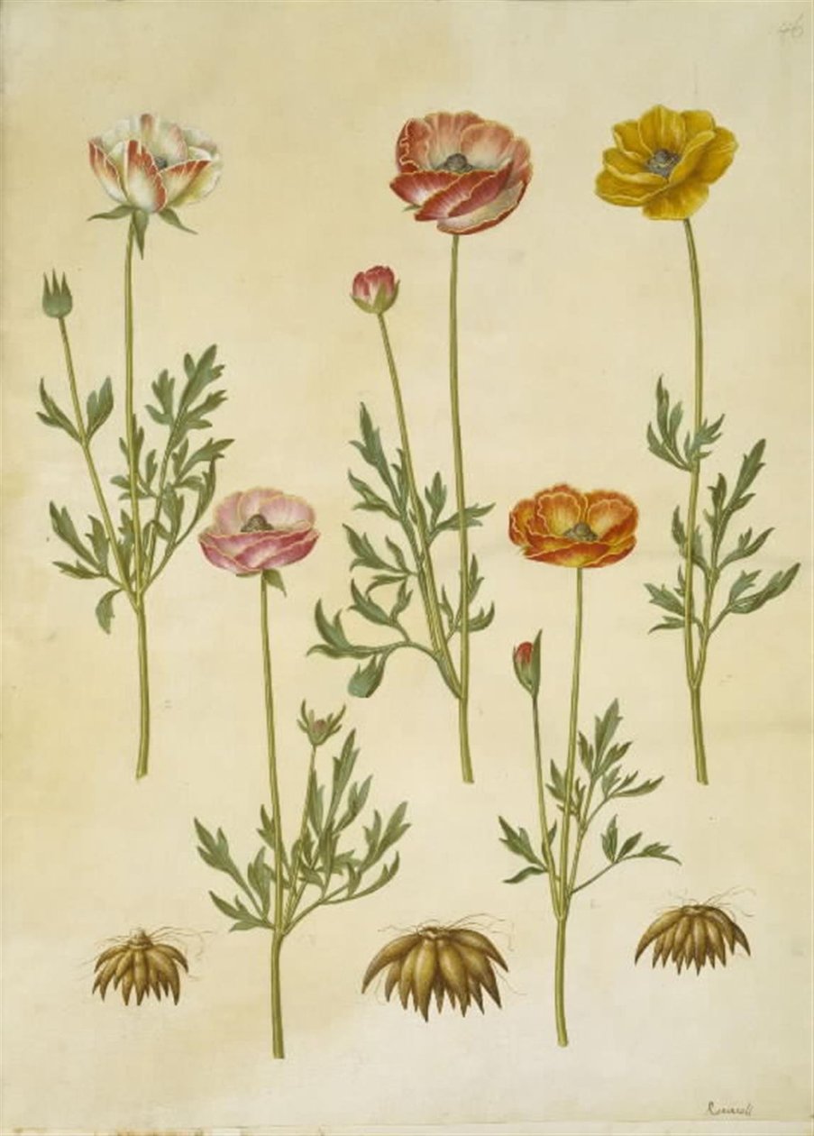 Renoncule asiatique (Ranunculus asiaticus) - Hans Simon Holtzbecker