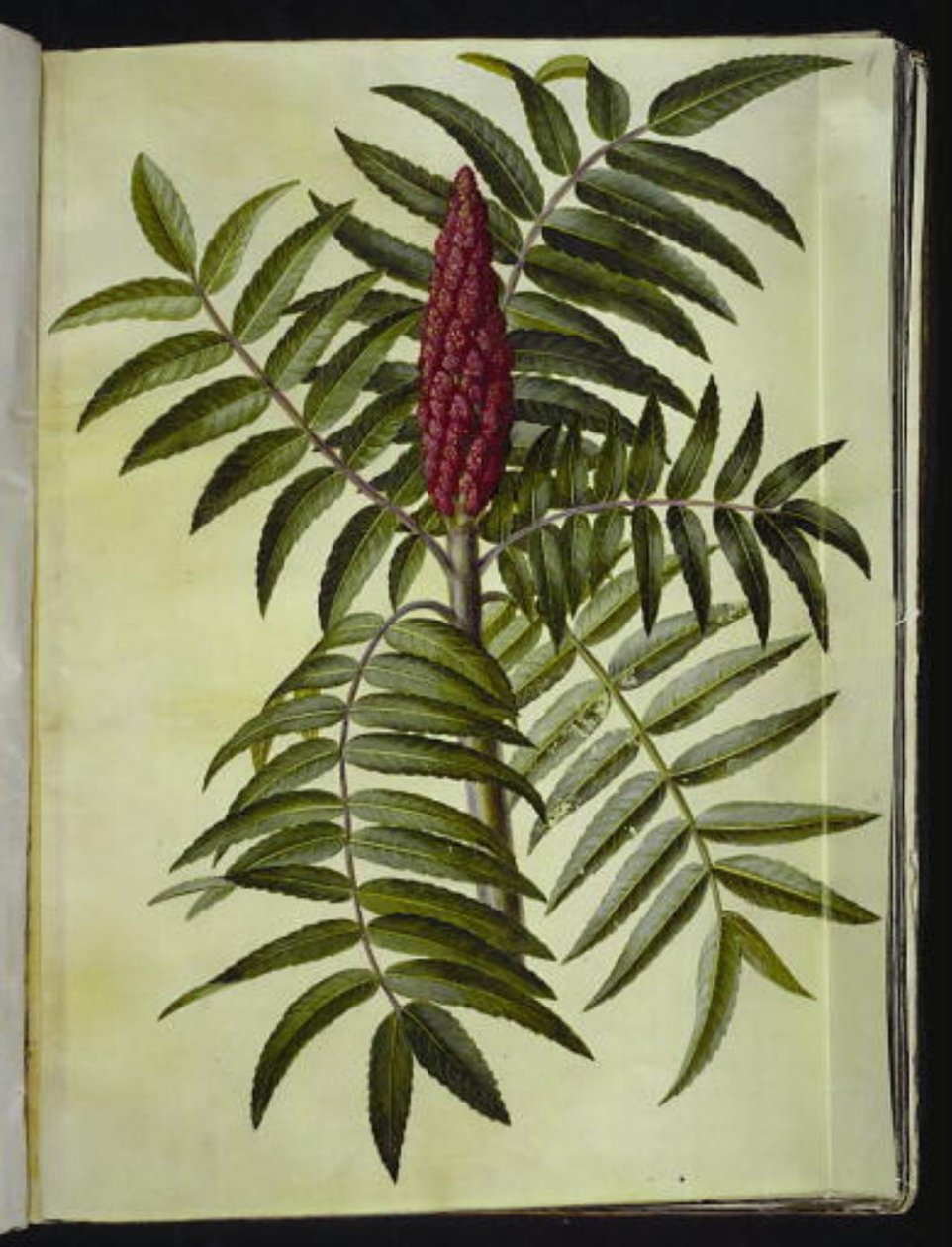 Rhus typhina (sumac vinaigrier) - Hans Simon Holtzbecker
