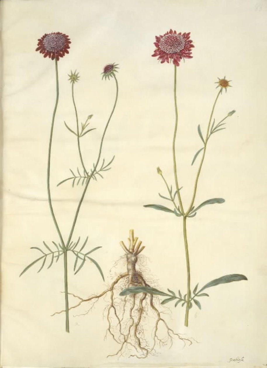 Scabiosa atropurpurea (fleur de veuve) - Hans Simon Holtzbecker
