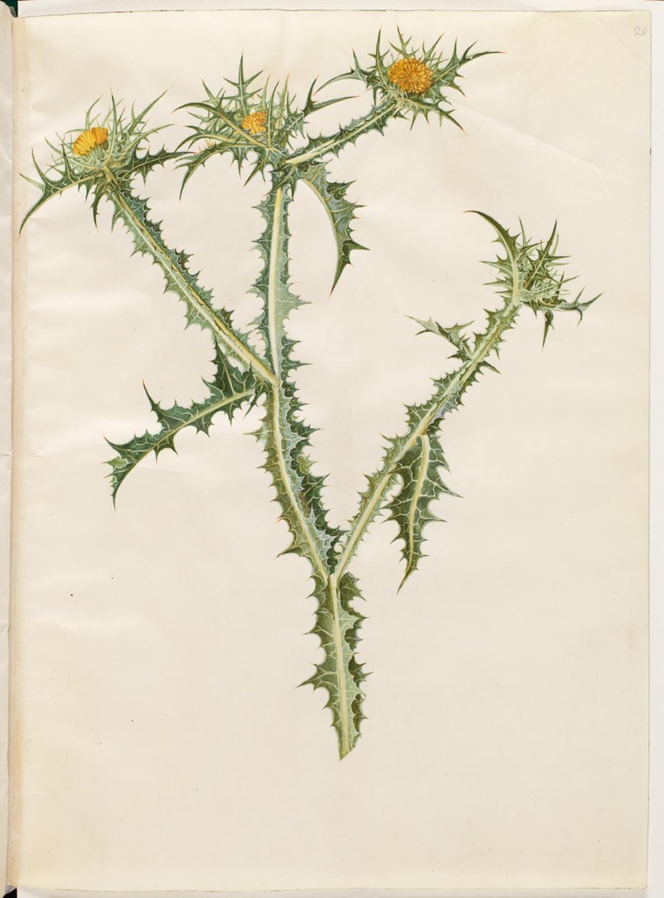 Scolymus hispanicus (chardon d