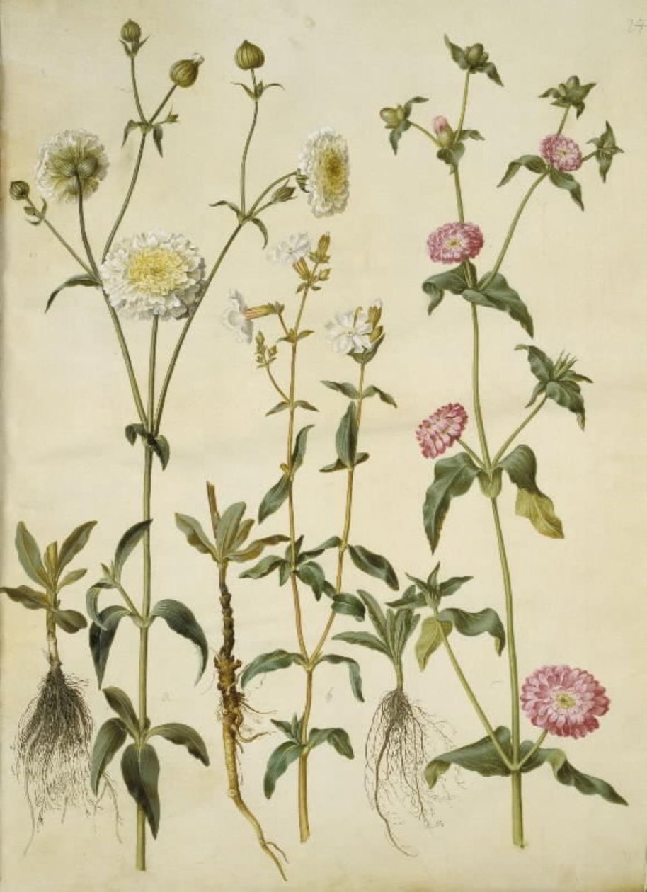 Silene latifolia (silène noctiflore); Silene dioica (silène dioïque) - Hans Simon Holtzbecker