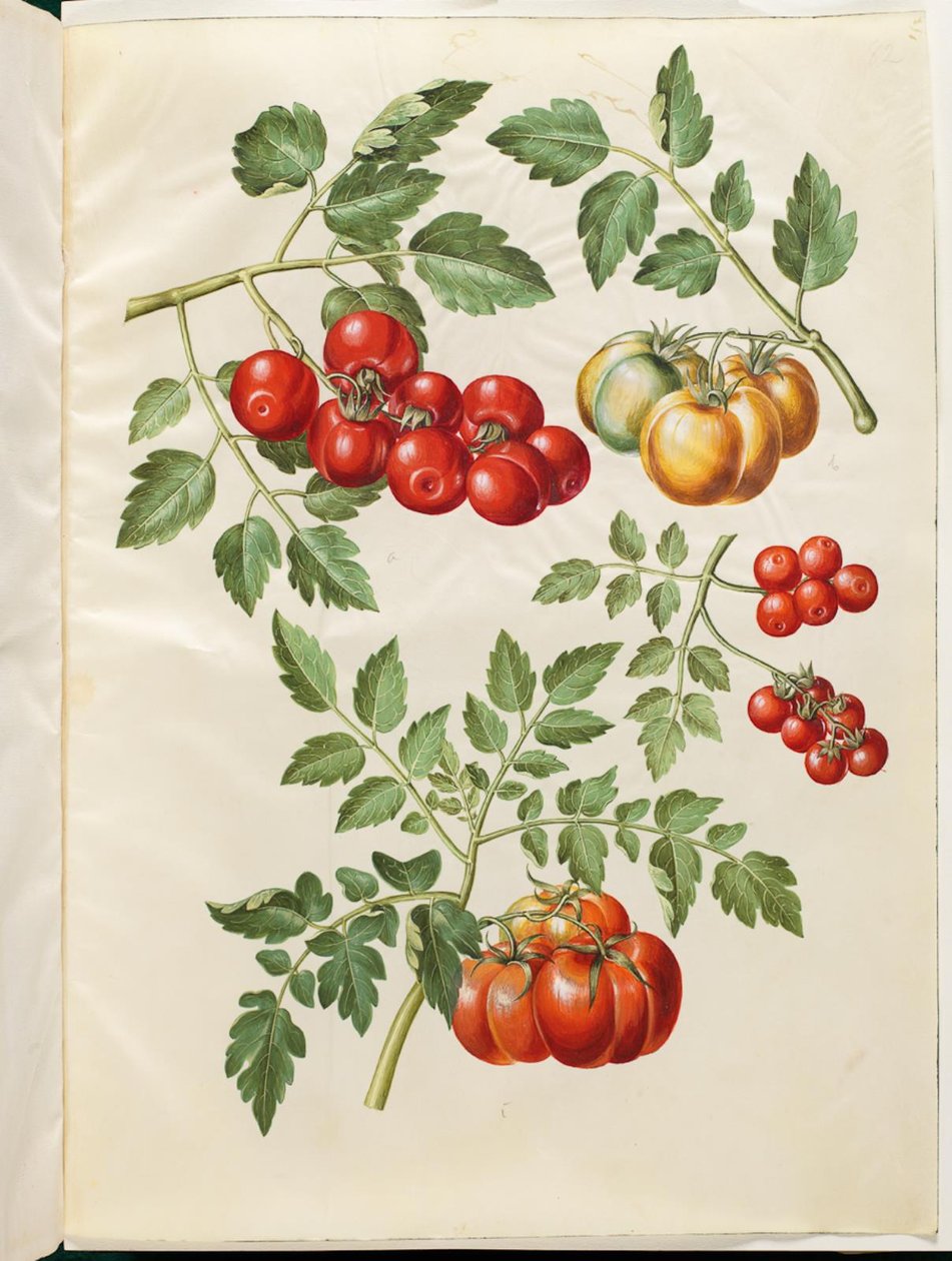 Solanum lycopersicum L. (tomate commune) - Hans Simon Holtzbecker