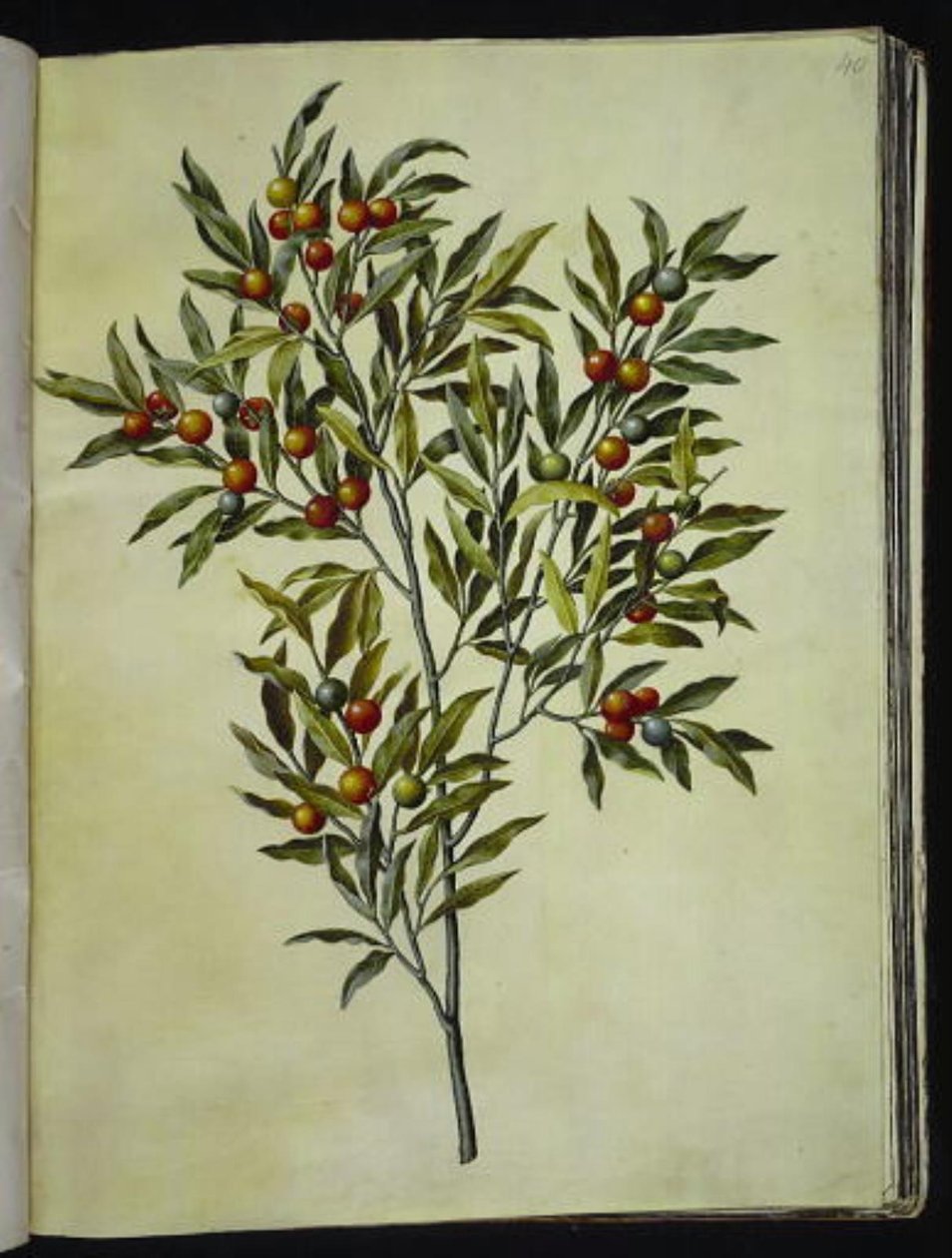 Solanum pseudocapsicum (corail de Jérusalem) - Hans Simon Holtzbecker