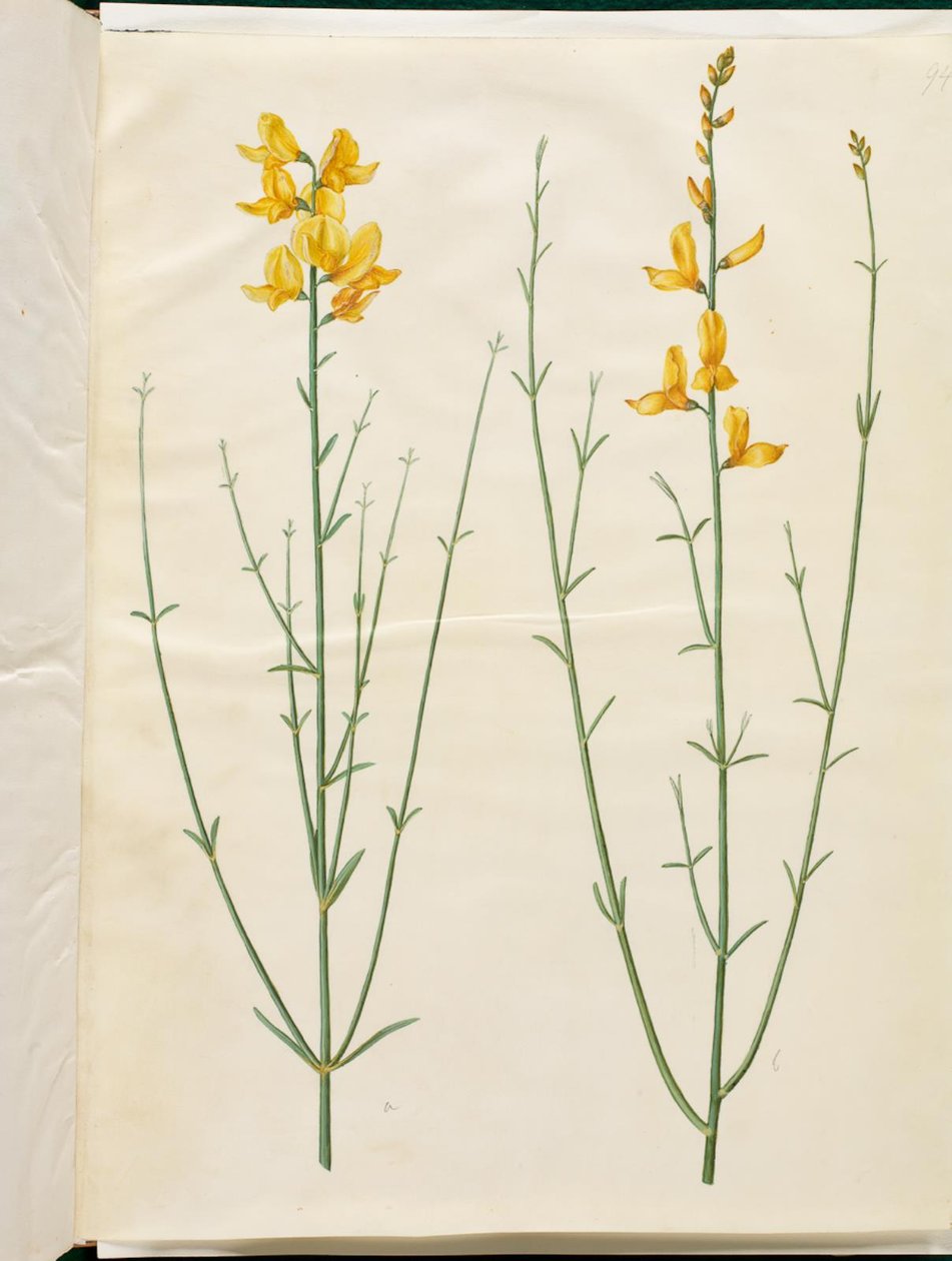Spartium junceum (spartium) - Hans Simon Holtzbecker