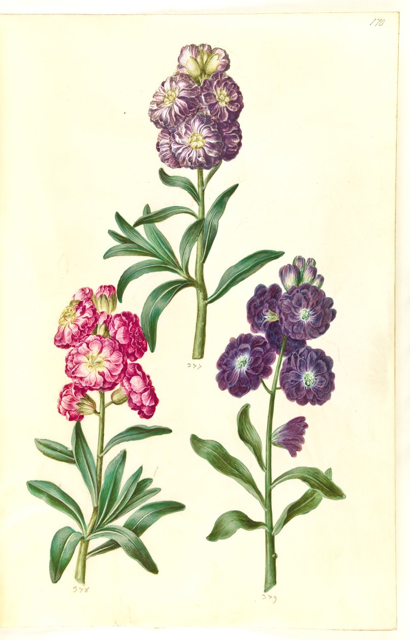Page de titre. Couronne de fleurs - Hans Simon Holtzbecker