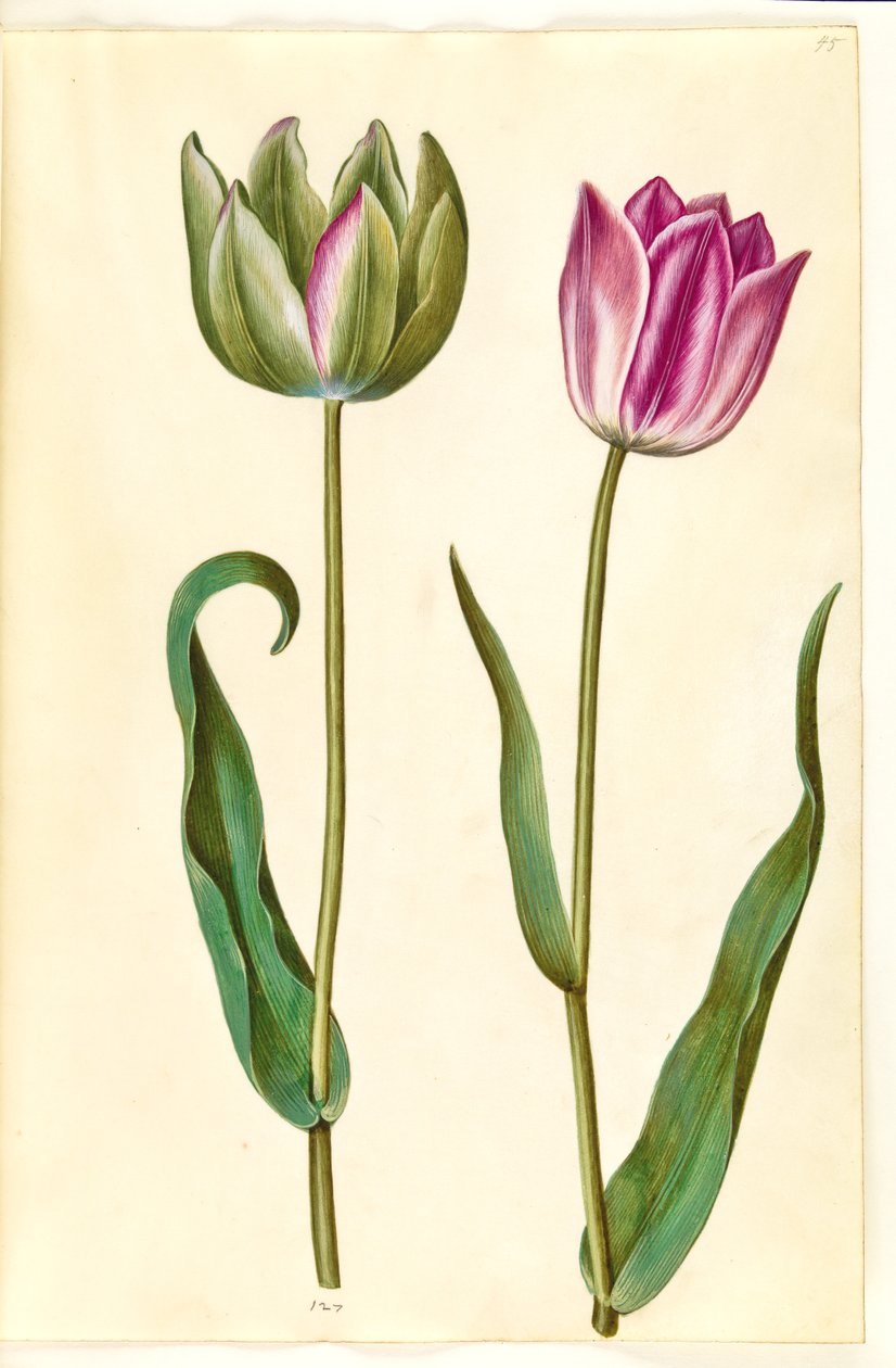Tulipa gesneriana (tulipe de jardin) - Hans Simon Holtzbecker