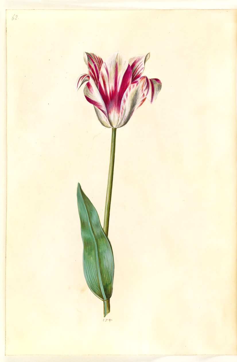 Tulipa gesneriana (tulipe de jardin) - Hans Simon Holtzbecker