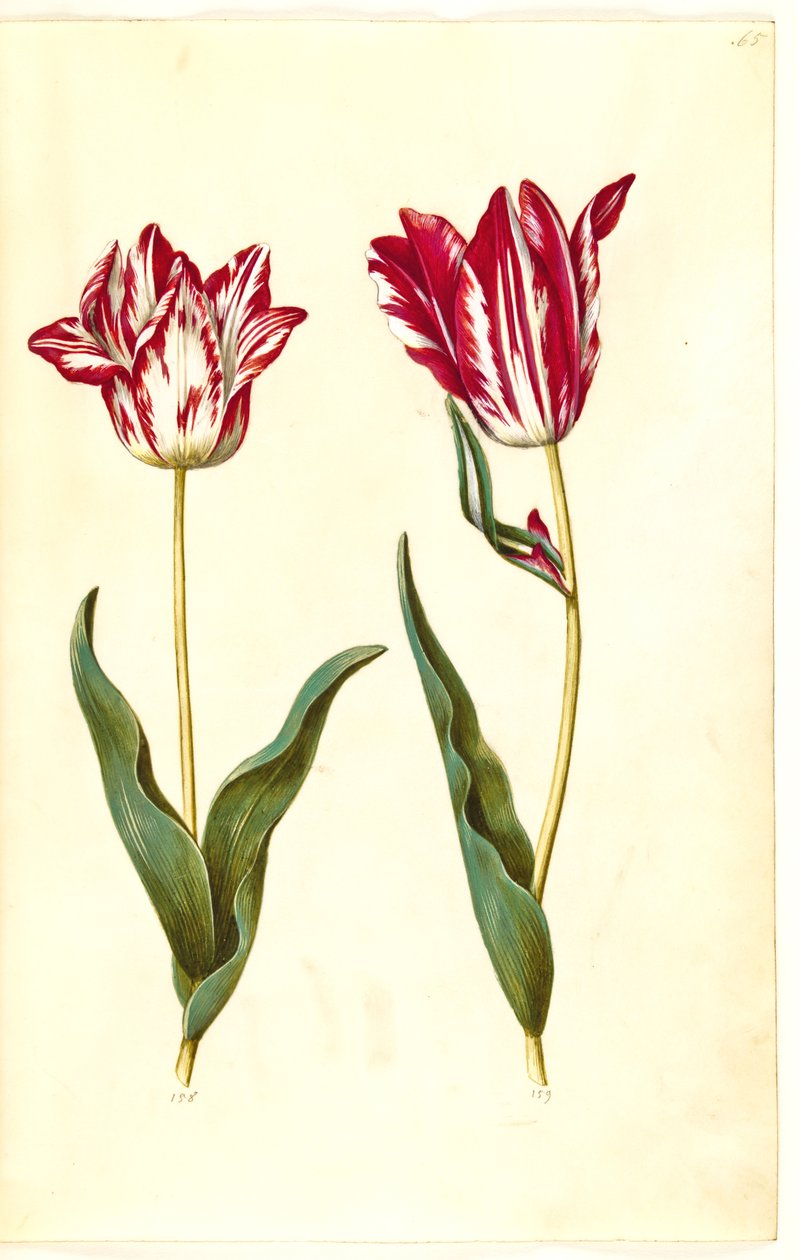 Tulipa gesneriana (tulipe de jardin) - Hans Simon Holtzbecker