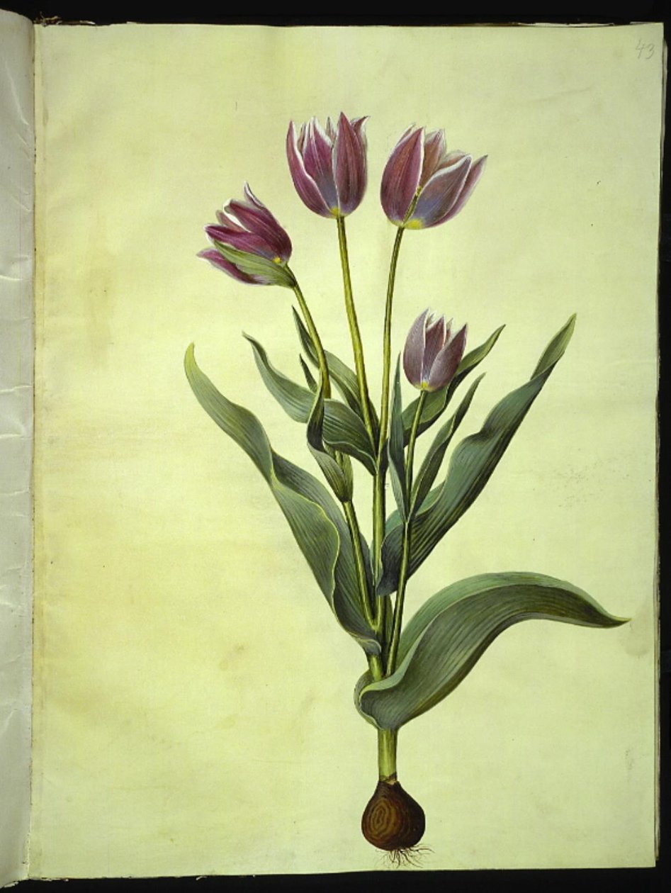 Tulipa gesneriana (tulipe de jardin) - Hans Simon Holtzbecker