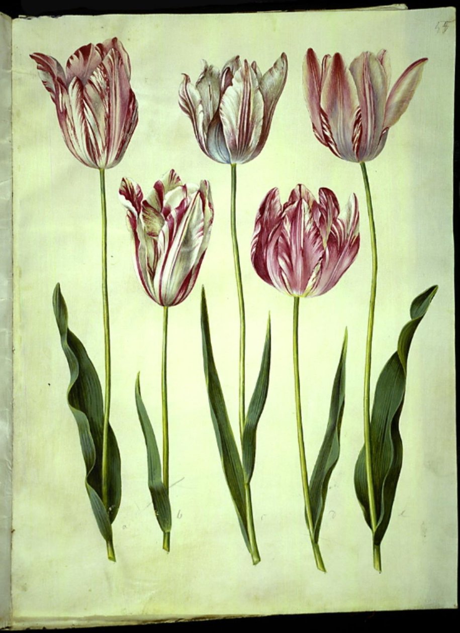 Tulipa gesneriana (tulipe de jardin) - Hans Simon Holtzbecker