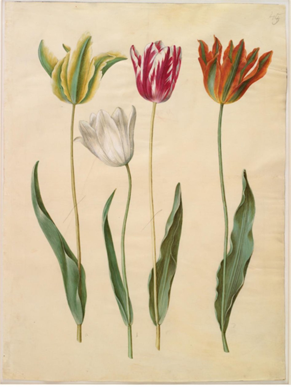 Tulipa gesneriana (tulipe de jardin) - Hans Simon Holtzbecker