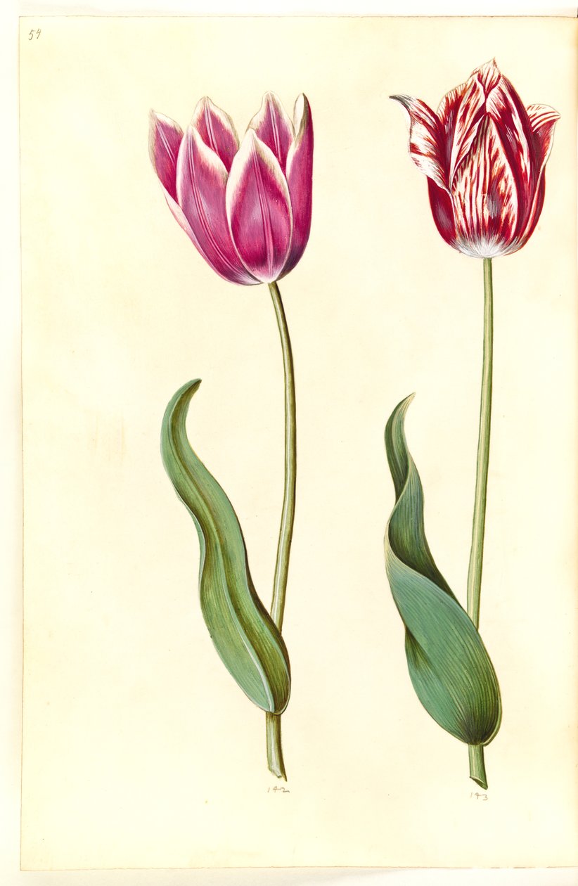 Tulipa gesneriana (tulipe de jardin) - Hans Simon Holtzbecker