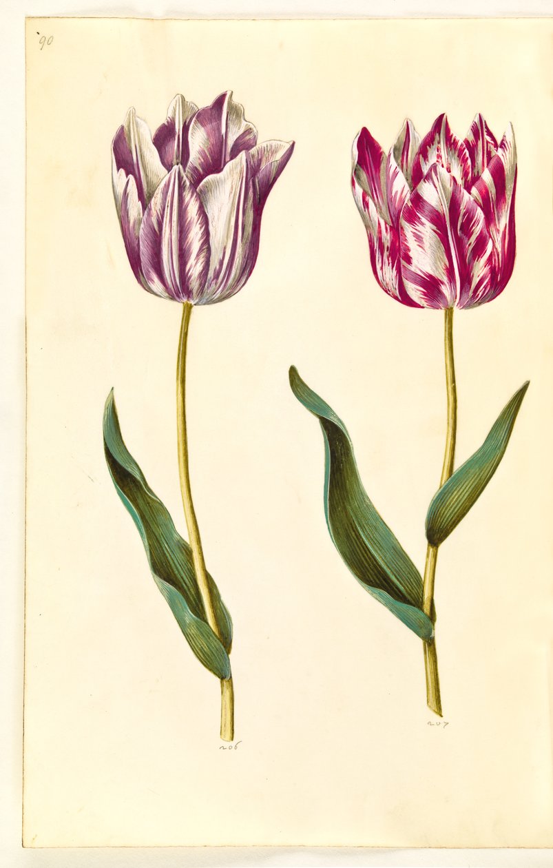 Tulipa gesneriana - Hans Simon Holtzbecker