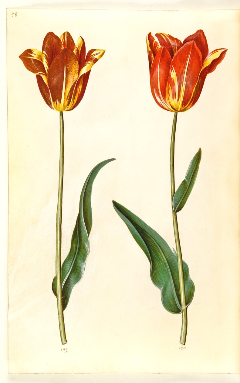 Tulipa gesneriana (tulipe de jardin) - Hans Simon Holtzbecker