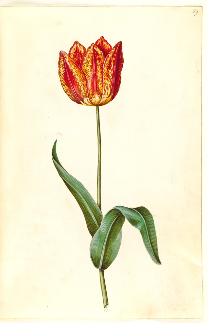 Tulipa gesneriana (tulipe de jardin) - Hans Simon Holtzbecker