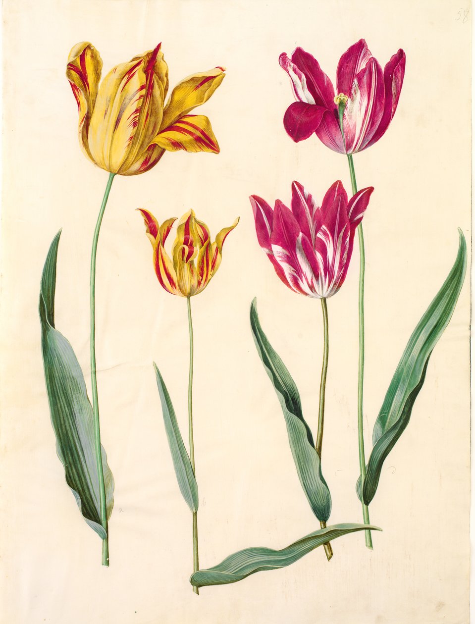 Tulipa gesneriana (tulipe de jardin) - Hans Simon Holtzbecker