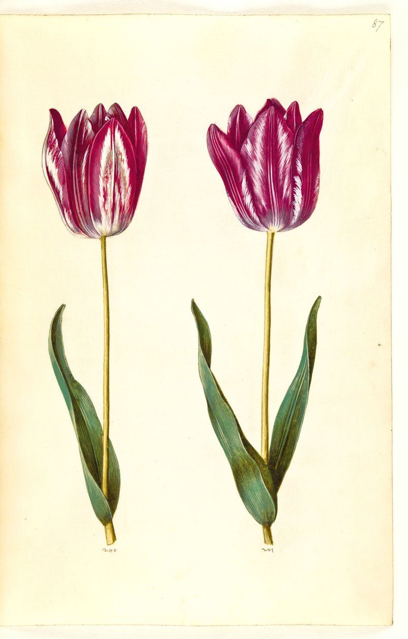 Tulipa gesneriana (tulipe de jardin) - Hans Simon Holtzbecker