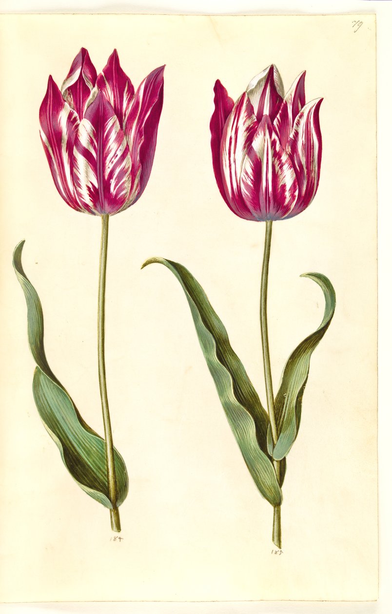 Tulipa gesneriana (tulipe de jardin) - Hans Simon Holtzbecker