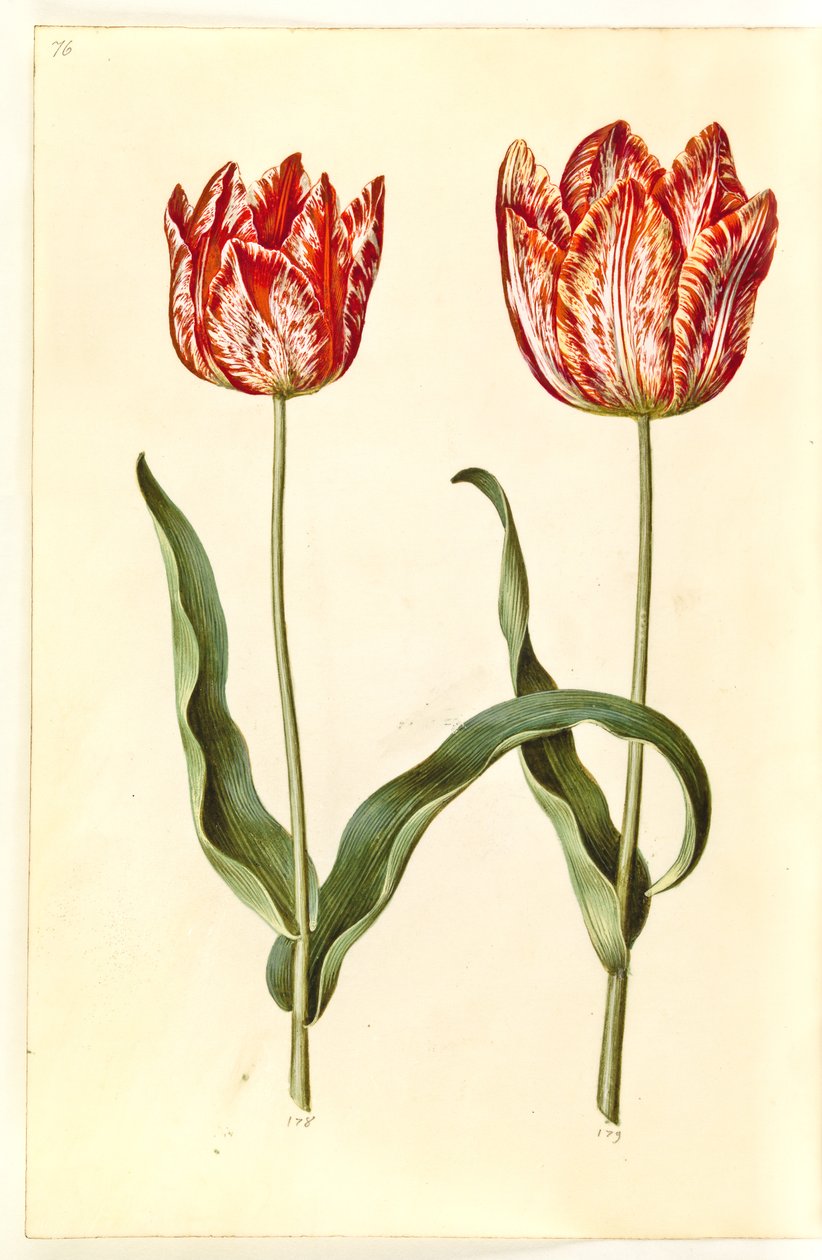Tulipa gesneriana (tulipe de jardin) - Hans Simon Holtzbecker
