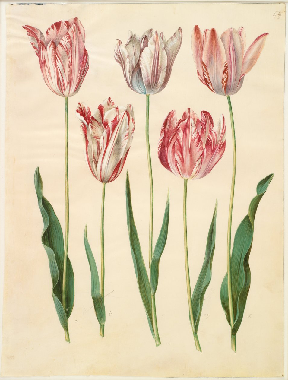 Tulipa gesneriana - Hans Simon Holtzbecker