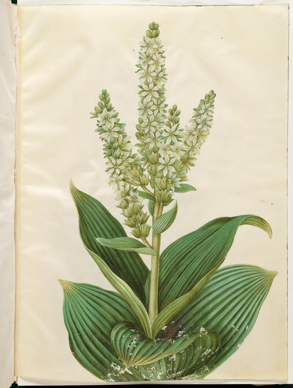 Veratrum album (hellébore blanc) - Hans Simon Holtzbecker