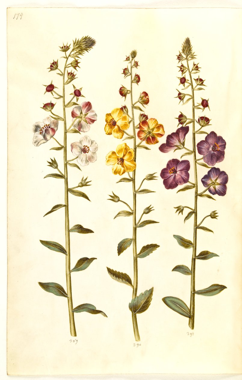 Verbascum blattaria (molène blattaire); Verbascum phoeniceum (molène pourpre) - Hans Simon Holtzbecker