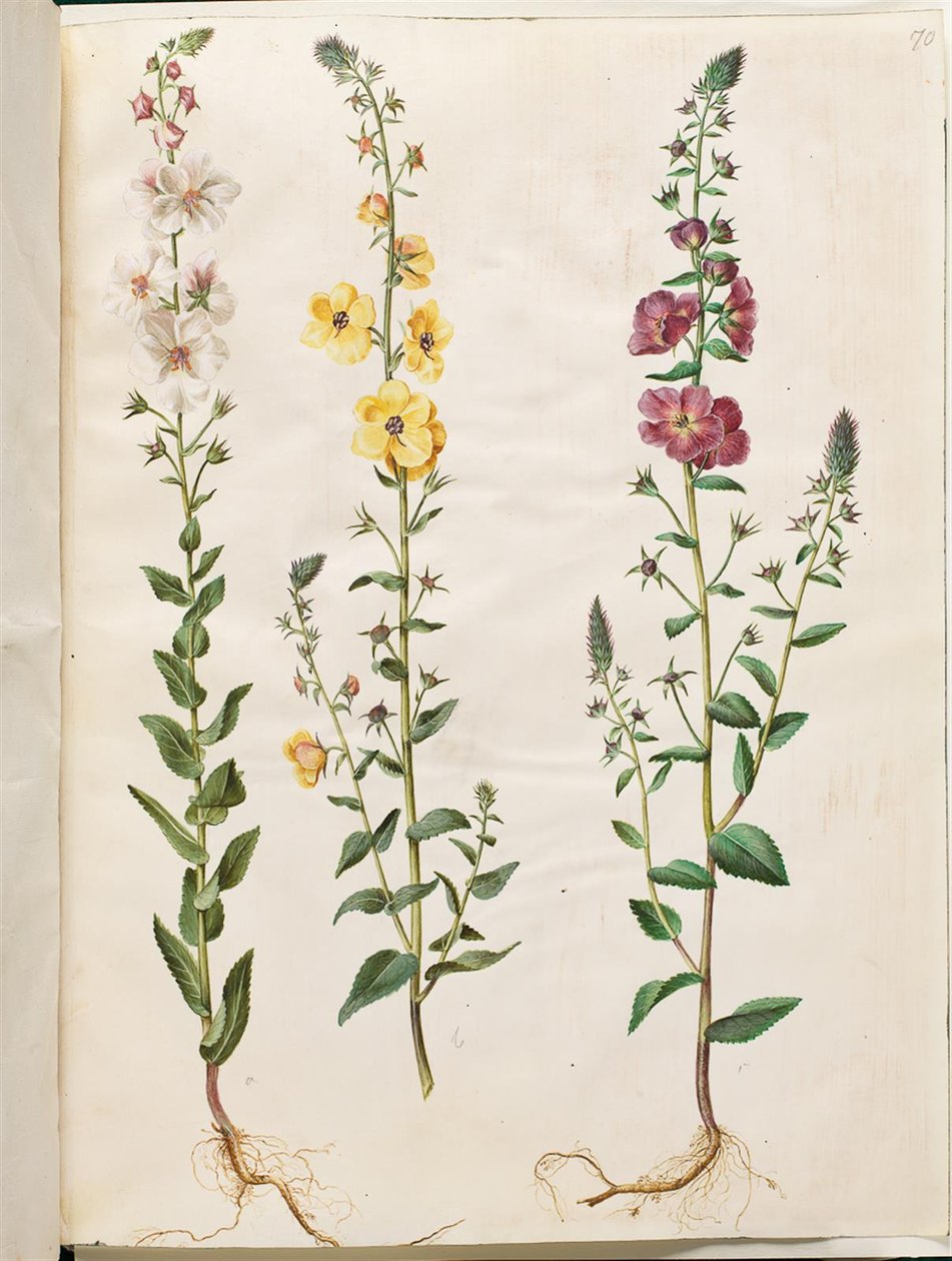 Verbascum blattaria (molène en épi); Verbascum phoeniceum (molène pourpre) - Hans Simon Holtzbecker