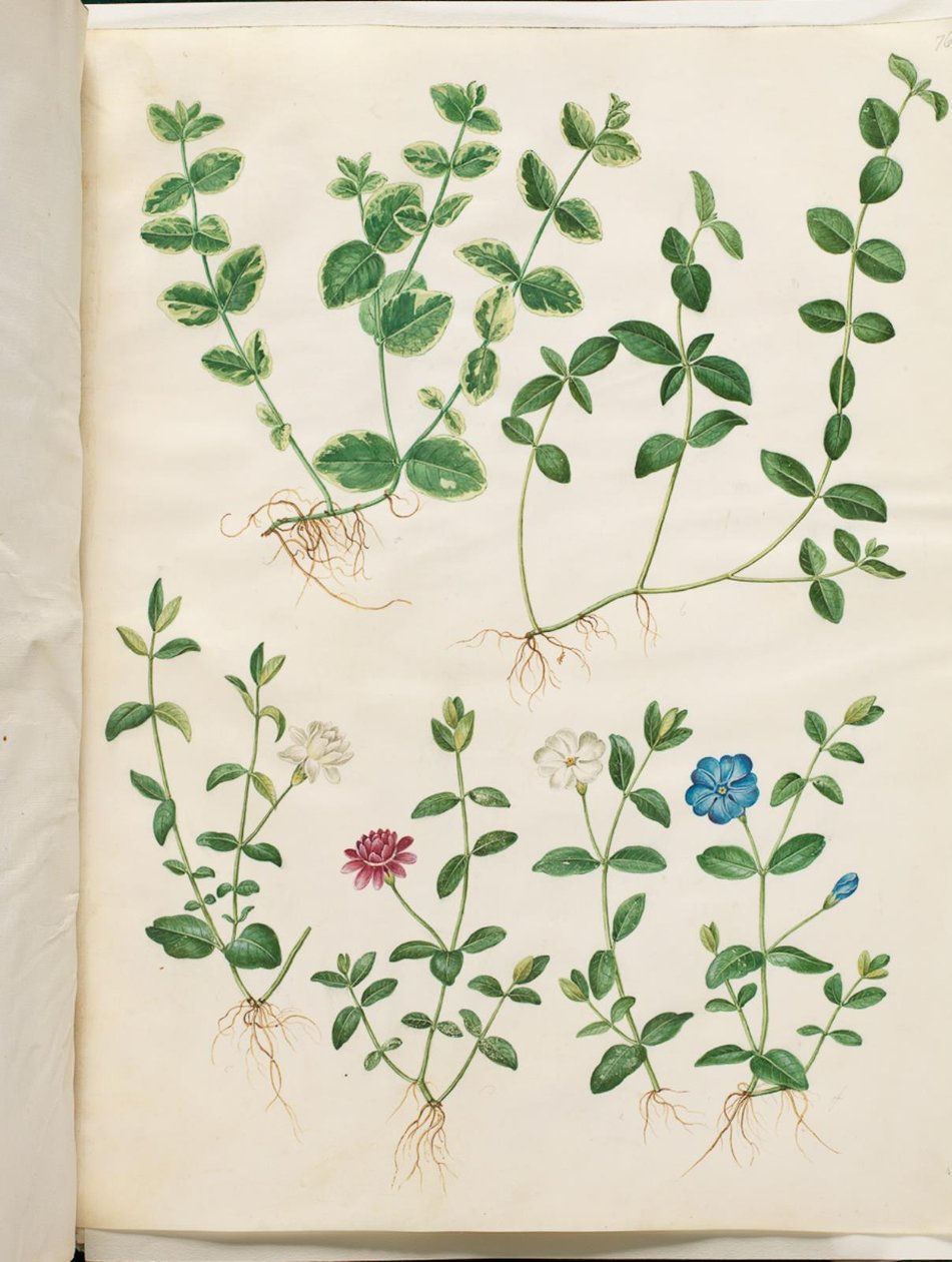 Vinca minor (petite pervenche) - Hans Simon Holtzbecker