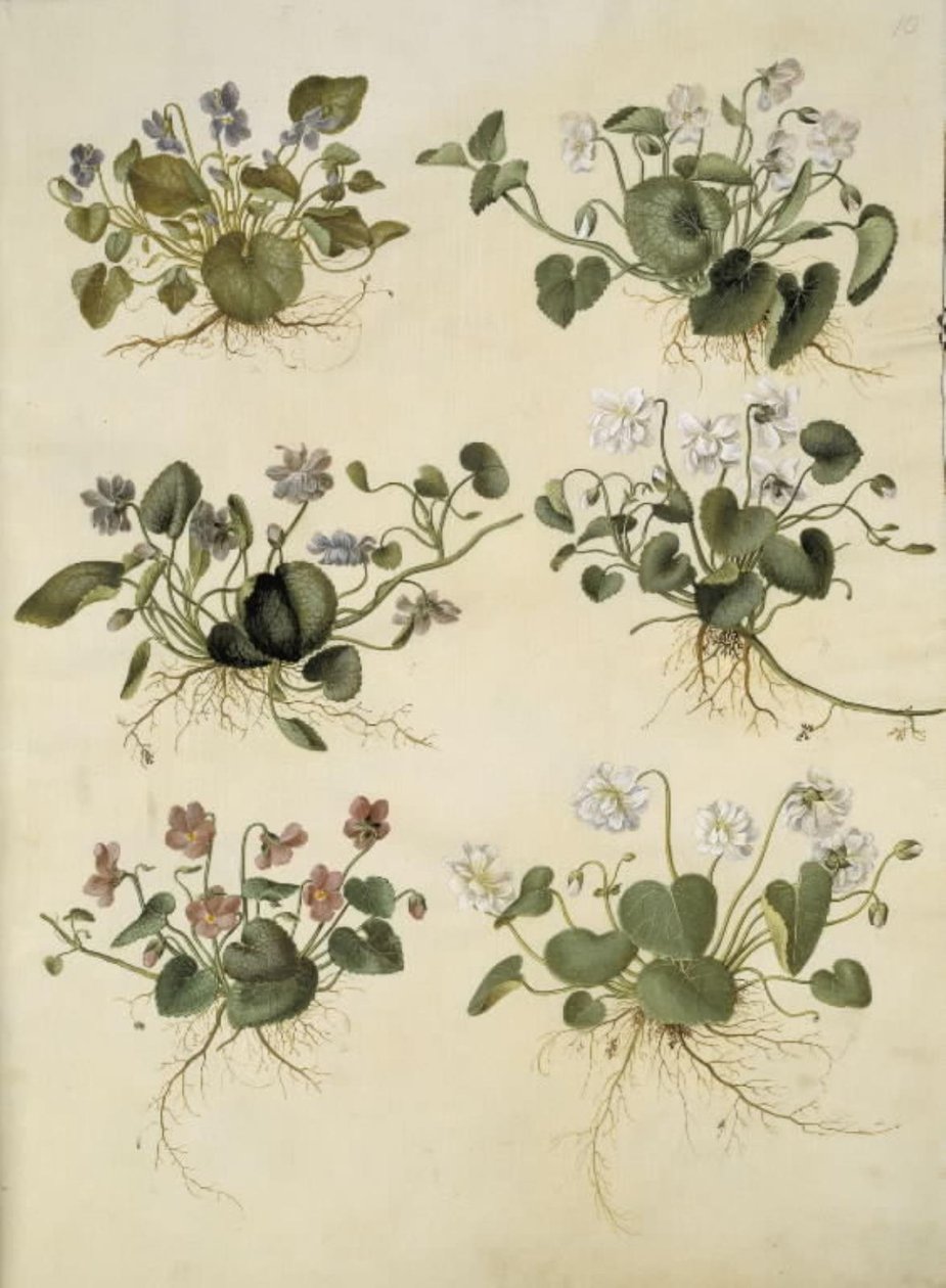 Viola odorata (violette de mars) - Hans Simon Holtzbecker