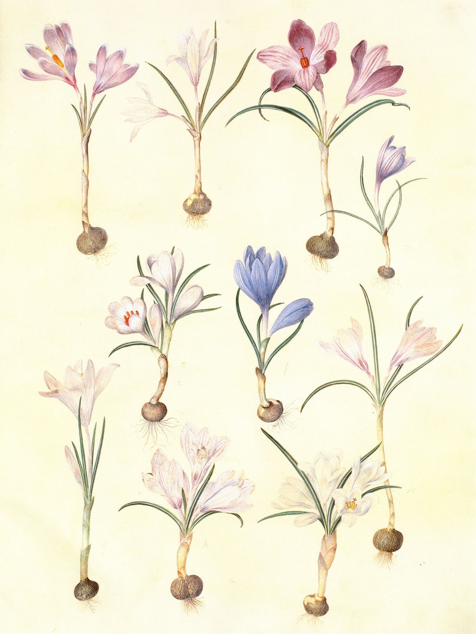 crocus vernus - Hans Simon Holtzbecker
