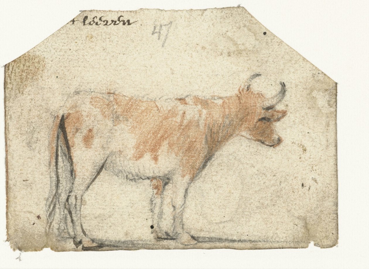 Vache, de côté - Harmen ter Borch
