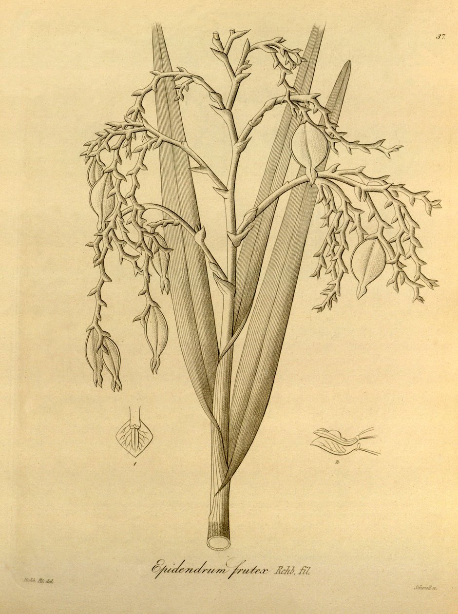 Illustration de : Epidendrum frutex - Heinrich Gustav Reichenbach