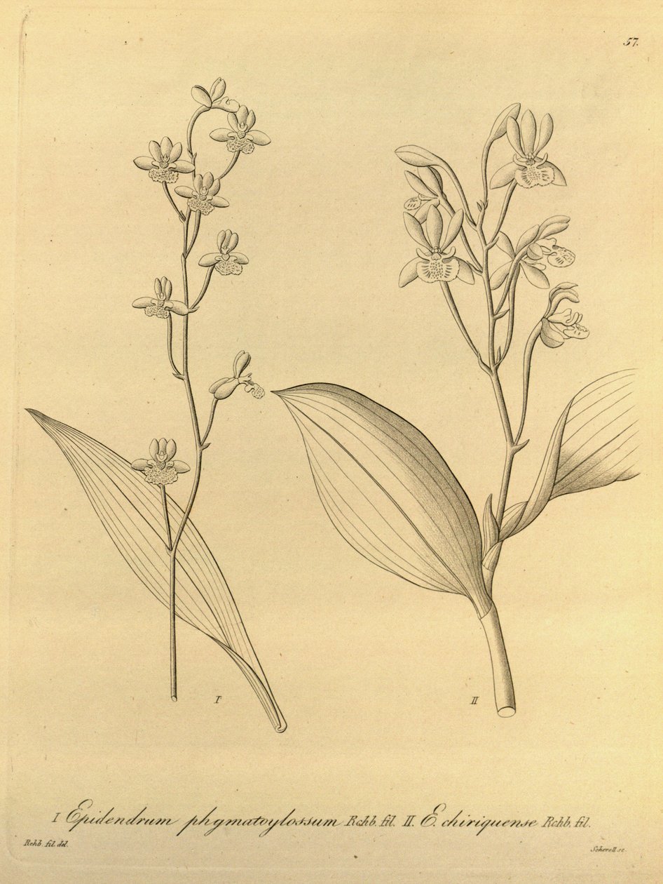 Illustration de Prosthechea varicosa (comme syn. Epidendrum phymatoglossum et Epidendrum chiriquense) - Heinrich Gustav Reichenbach