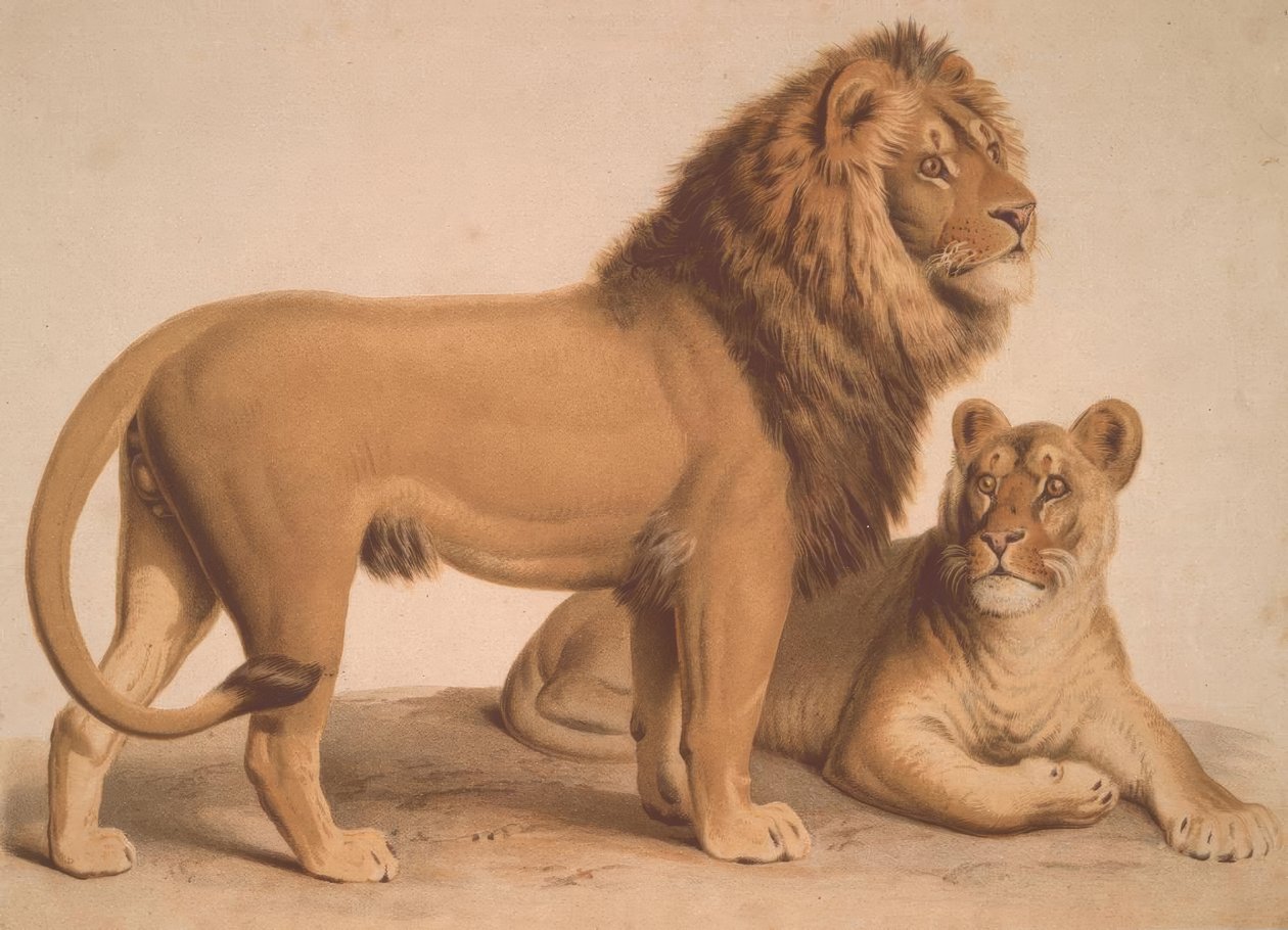 Le Lion / Felis Leo - Heinrich Leutemann