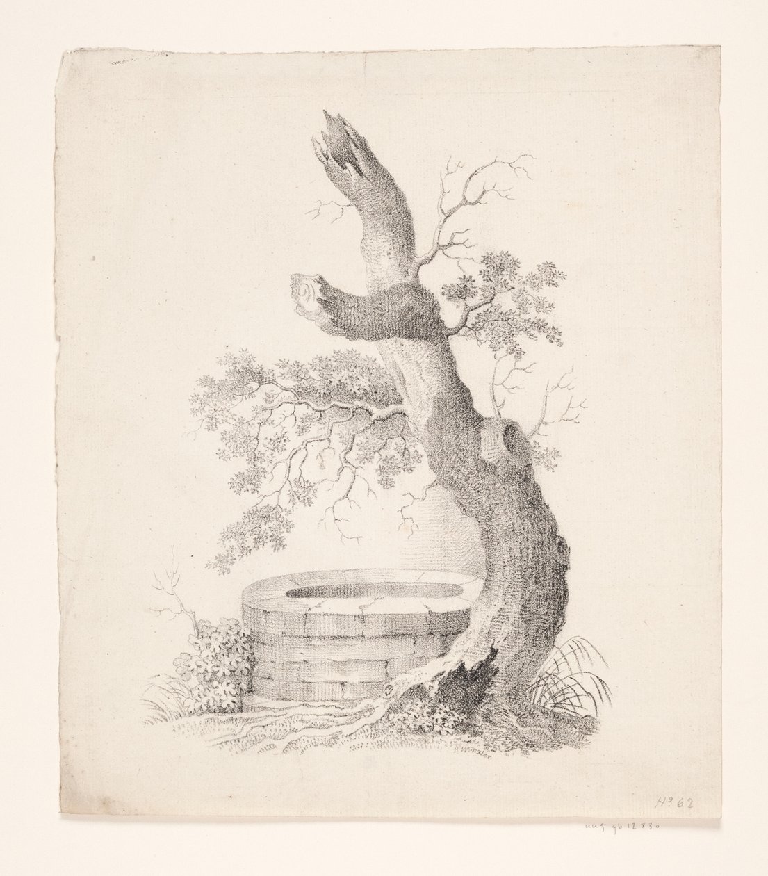 Un vieil arbre près d